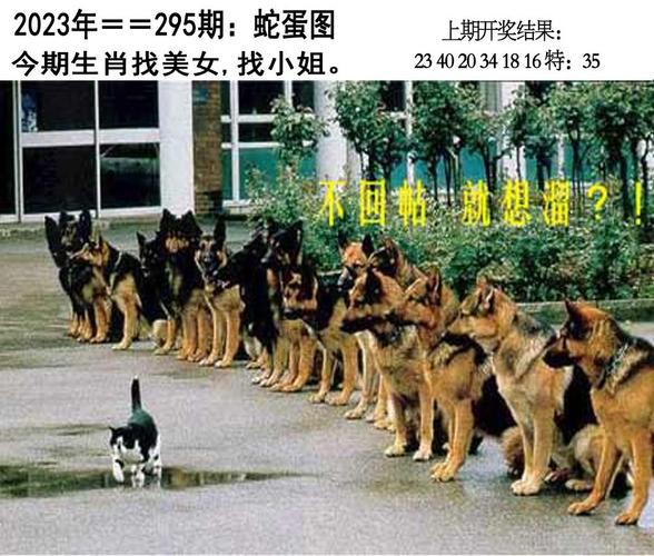 2025年澳门天天彩免费记录和7岁男孩遭3只犬撕咬与7岁男孩遭3只犬撕咬怎么办
