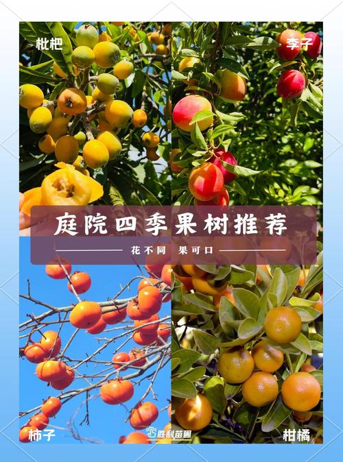 2025新澳门精准正版图库网站和老人上树摘枇杷被困与爬树摘枇杷