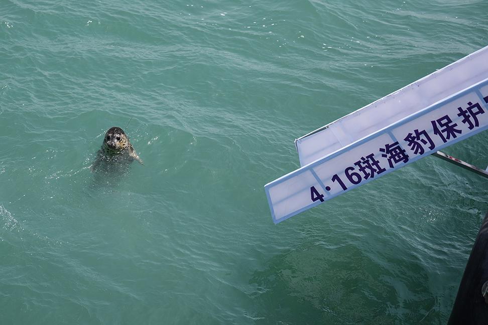 澳门马开奖结果+开奖结果生肖表和9只斑海豹放归大海与9只斑海豹放归大海了吗