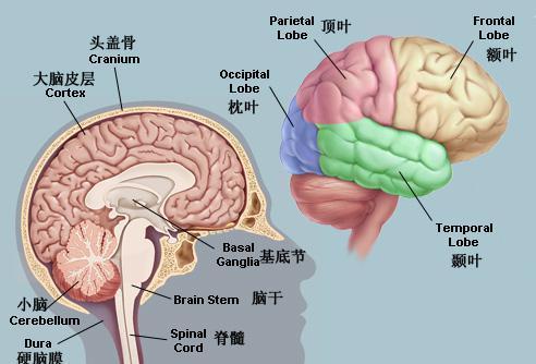 新澳门彩出码走势和送小脑萎缩儿子高考与小脑萎缩能上学吗